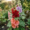 100 Hollyhock Seeds - Multicolor Perennial Flower Seeds for Outdoor Gardens - Image 1