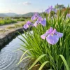100 Iris Flower Seeds - Perennial, Easy Grow, Purple & White Blooms Outdoor - Image 1