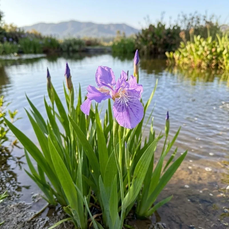 100 Iris Flower Seeds - Perennial Ornamental Plant for Outdoor Gardens - Image 2
