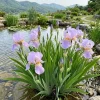100 Iris Flower Seeds - Perennial Ornamental Plant for Outdoor Gardens - Image 1