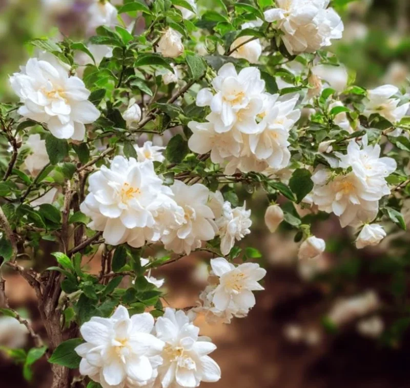 100 Jasmine Seeds - Fragrant Climbing Shrub for Home & Garden Decor 100 Jasmine Seeds - Fragrant Climbing Shrub for Home & Garden Decor - Image 3