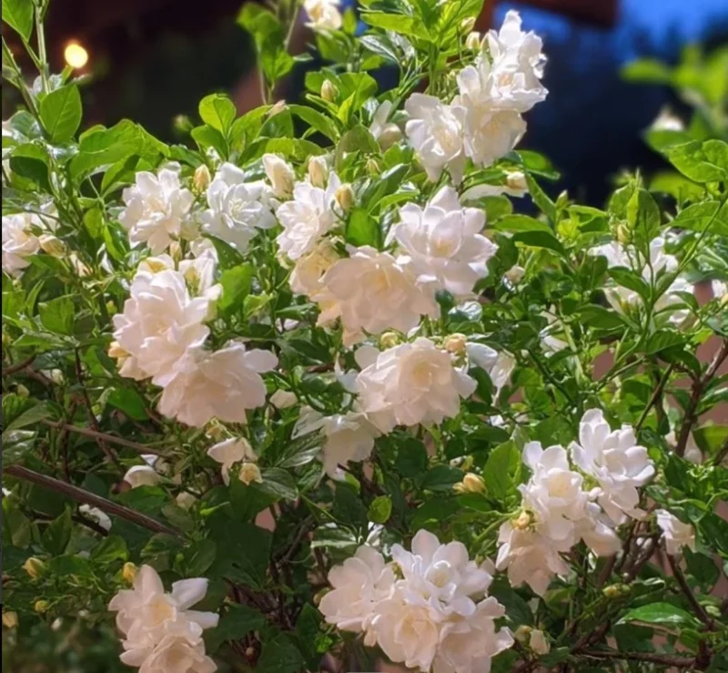 100 Jasmine Seeds - Fragrant Climbing Shrub for Home & Garden Decor 100 Jasmine Seeds - Fragrant Climbing Shrub for Home & Garden Decor - Image 4
