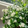 100 Jasmine Seeds - Fragrant Climbing Shrub for Home & Garden Decor 100 Jasmine Seeds - Fragrant Climbing Shrub for Home & Garden Decor - Image 1