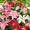 100 Lily Flower Seeds - Ornamental Garden & Landscape Decor - Mixed Colors - Indoor/Outdoor - Image 1