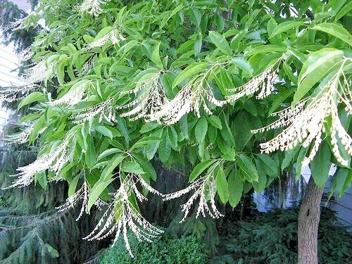 100 Lily of the Valley Sourwood Tree Seeds (Oxydendrum arboreum) - Honey Bee Tree Perennial 100 Lily of the Valley Sourwood Tree Seeds (Oxydendrum arboreum) - Honey Bee Tree Perennial - Image 2