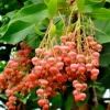 100 Lily of the Valley Sourwood Tree Seeds (Oxydendrum arboreum) - Honey Bee Tree Perennial 100 Lily of the Valley Sourwood Tree Seeds (Oxydendrum arboreum) - Honey Bee Tree Perennial - Image 1