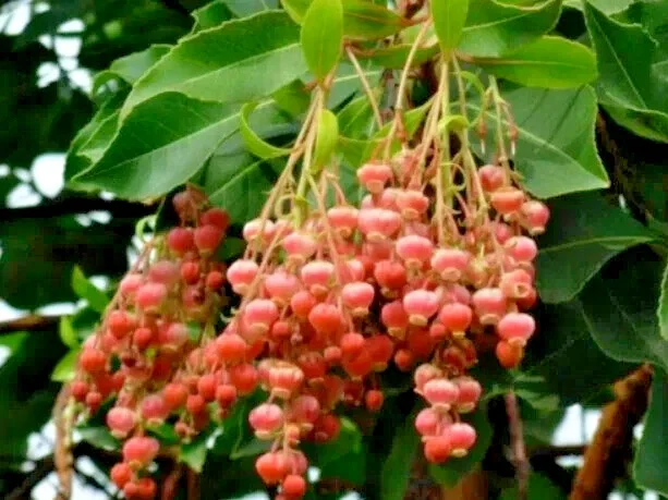 100 Lily of the Valley Sourwood Tree Seeds (Oxydendrum arboreum) - Honey Bee Tree Perennial 100 Lily of the Valley Sourwood Tree Seeds (Oxydendrum arboreum) - Honey Bee Tree Perennial - Image 1