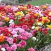 100 Mixed Ranunculus Seeds – Double Bloom Buttercups – Vibrant Spring Flowers 100 Mixed Ranunculus Seeds – Double Bloom Buttercups – Vibrant Spring Flowers - Image 1