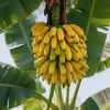 100 Pcs Banana Seeds – Tropical Fruit Plant Seeds for Home Garden Outdoor - Image 1