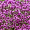 100 Pink Creeping Thyme Seeds for Planting - Perennial Ground Cover - Image 1