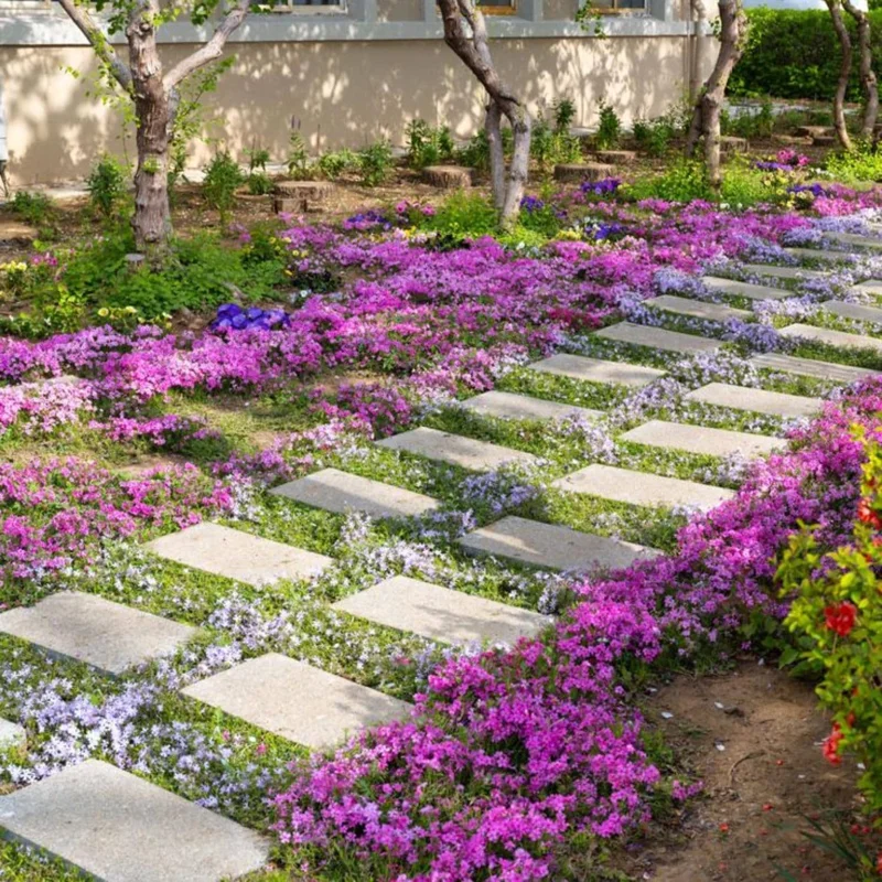 100 Red Creeping Thyme Seeds - Perennial Ground Cover Plants for Gardens & Landscaping 100 Red Creeping Thyme Seeds - Perennial Ground Cover Plants for Gardens & Landscaping - Image 2