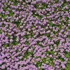 100 Red Creeping Thyme Seeds - Perennial Ground Cover Plants for Gardens & Landscaping - Image 1