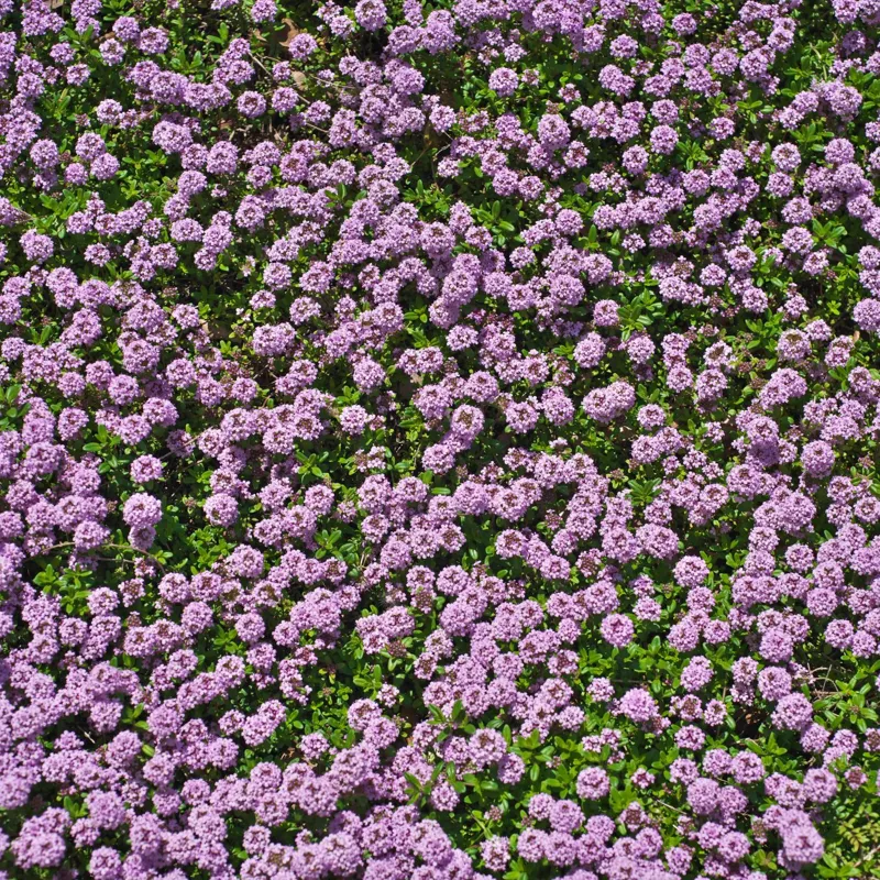100 Red Creeping Thyme Seeds - Perennial Ground Cover Plants for Gardens & Landscaping 100 Red Creeping Thyme Seeds - Perennial Ground Cover Plants for Gardens & Landscaping - Image 1