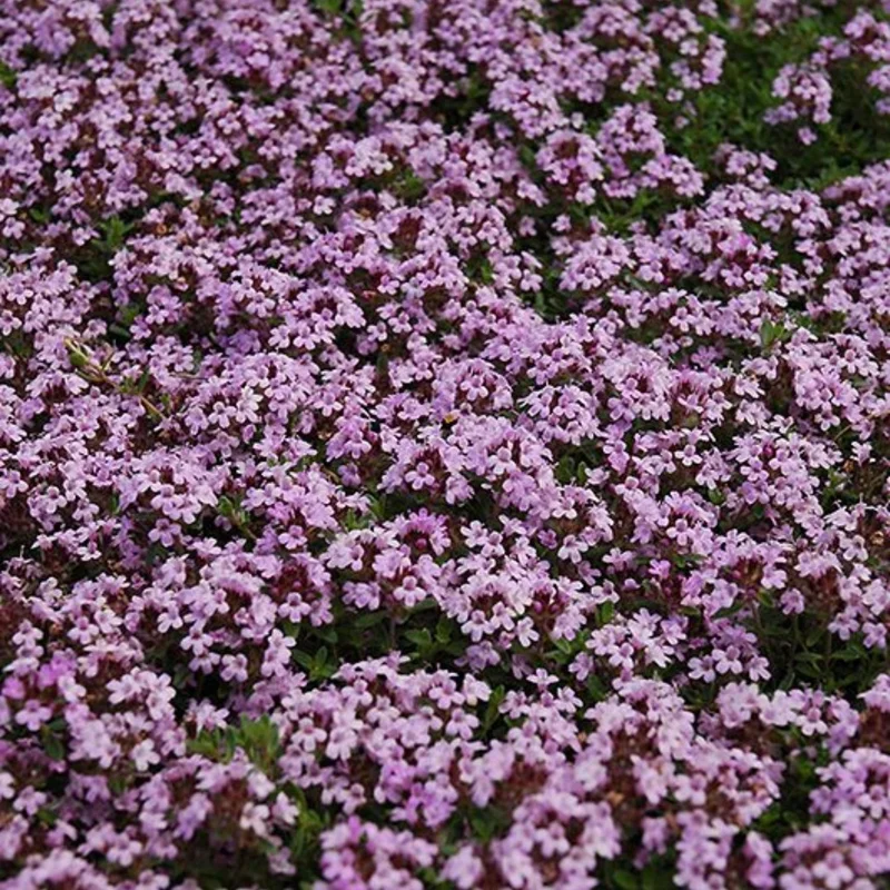 100 Red Creeping Thyme Seeds - Perennial Ground Cover Plants for Gardens & Landscaping 100 Red Creeping Thyme Seeds - Perennial Ground Cover Plants for Gardens & Landscaping - Image 3