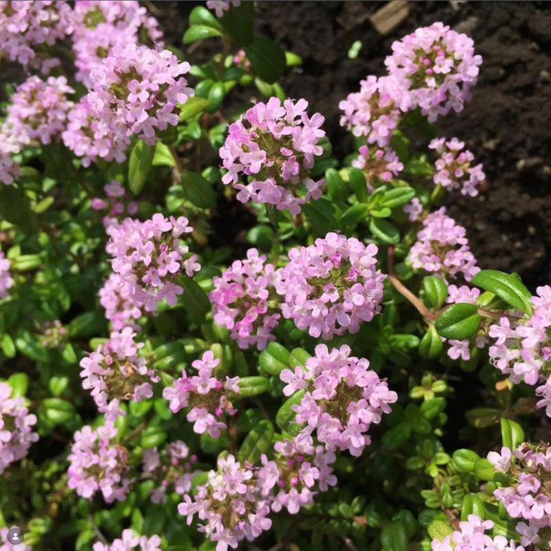 100 Red Creeping Thyme Seeds - Perennial Ground Cover Plants for Gardens & Landscaping 100 Red Creeping Thyme Seeds - Perennial Ground Cover Plants for Gardens & Landscaping - Image 4