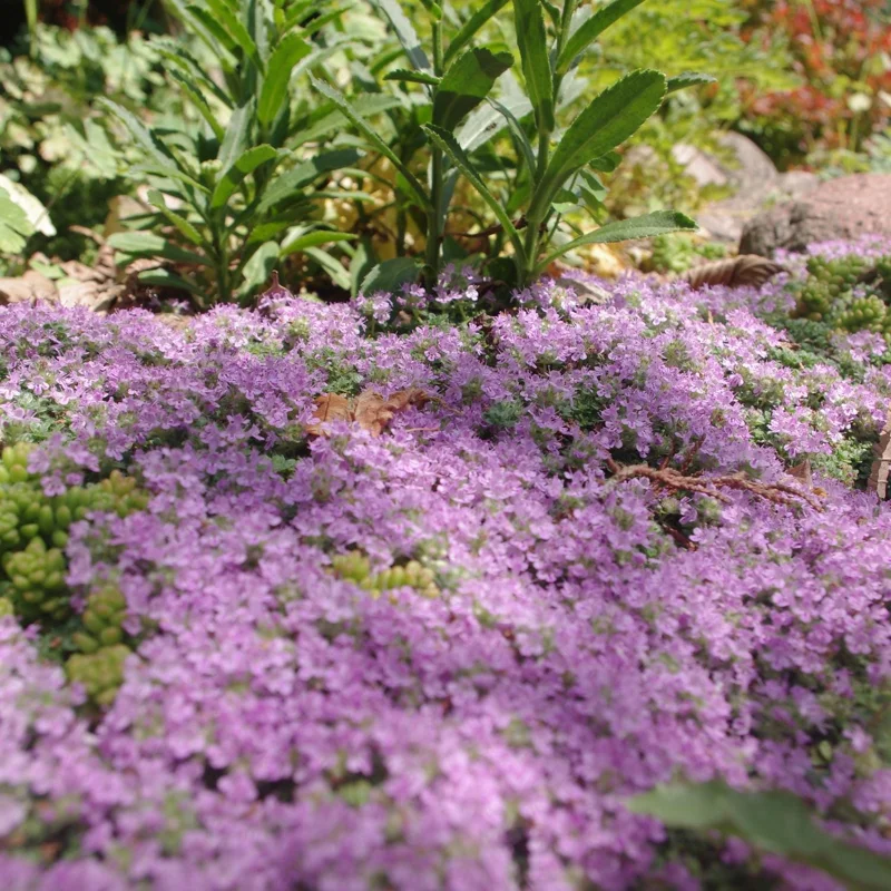 100 Red Creeping Thyme Seeds - Perennial Ground Cover Plants for Gardens & Landscaping 100 Red Creeping Thyme Seeds - Perennial Ground Cover Plants for Gardens & Landscaping - Image 5