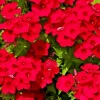 100 Red Scarlet Phlox Drummondii Flower Seeds - Perennial Outdoor Bedding Plant - Image 1