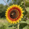 100 Sunflower Seeds for Home Garden - Ornamental Annual Flower Seeds Outdoor - Image 1