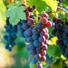 100 Sweet Juicy Grape Seeds - Perennial Vine Fruit for Outdoor Growing - Image 1
