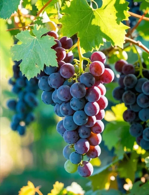 100 Sweet Juicy Grape Seeds - Perennial Vine Fruit for Outdoor Growing - Image 1