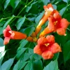 100 Trumpet Creeper Seeds - Vibrant Orange Red Climbing Vine for Outdoor Gardens - Image 1
