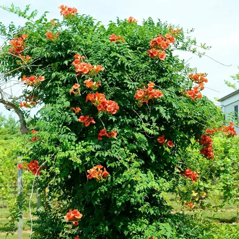 100 Trumpet Creeper Seeds - Vibrant Orange Red Climbing Vine for Outdoor Gardens - Image 2