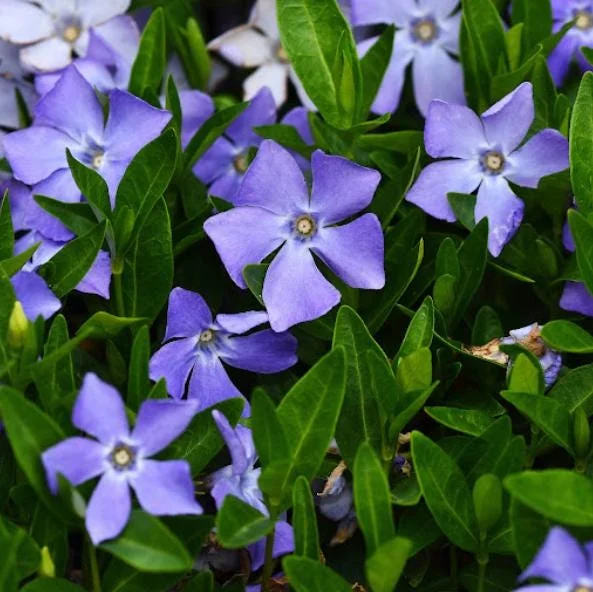 100 Vinca Live Plants Periwinkle Ground Cover, Perennial, 6-8 Inch Tall 100 Vinca Live Plants Periwinkle Ground Cover, Perennial, 6-8 Inch Tall - Image 2