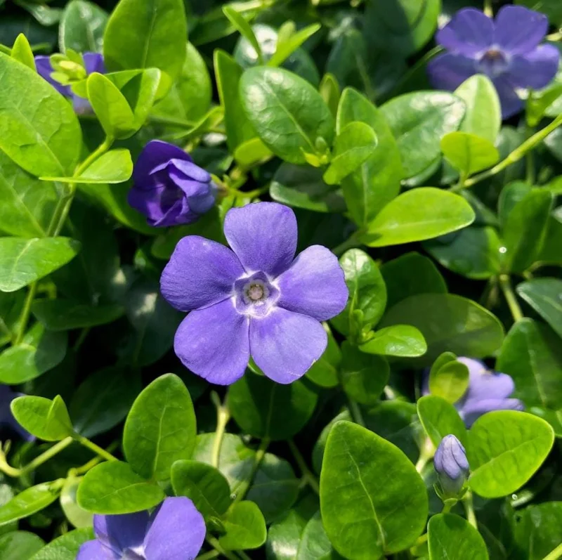 100 Vinca Live Plants Periwinkle Ground Cover, Perennial, 6-8 Inch Tall 100 Vinca Live Plants Periwinkle Ground Cover, Perennial, 6-8 Inch Tall - Image 3