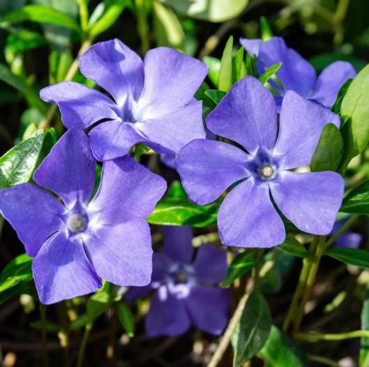 100 Vinca Live Plants Periwinkle Ground Cover, Perennial, 6-8 Inch Tall 100 Vinca Live Plants Periwinkle Ground Cover, Perennial, 6-8 Inch Tall - Image 4
