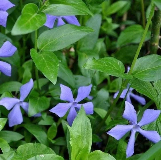 100 Vinca Live Plants Periwinkle Ground Cover, Perennial, 6-8 Inch Tall 100 Vinca Live Plants Periwinkle Ground Cover, Perennial, 6-8 Inch Tall - Image 5
