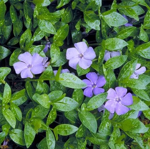 100 Vinca Live Plants Periwinkle Ground Cover, Perennial, 6-8 Inch Tall 100 Vinca Live Plants Periwinkle Ground Cover, Perennial, 6-8 Inch Tall - Image 6
