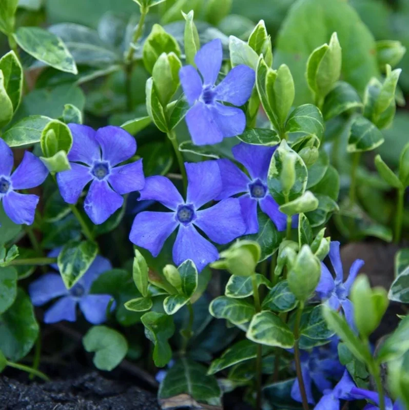 100 Vinca Live Plants Periwinkle Ground Cover, Perennial, 6-8 Inch Tall 100 Vinca Live Plants Periwinkle Ground Cover, Perennial, 6-8 Inch Tall - Image 1