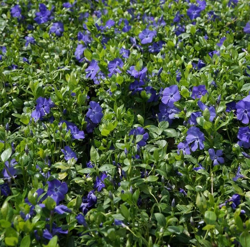 100 Vinca Live Plants Periwinkle Ground Cover, Perennial, 6-8 Inch Tall 100 Vinca Live Plants Periwinkle Ground Cover, Perennial, 6-8 Inch Tall - Image 7