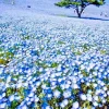 1000+ Baby Blue Eyes Seeds - Nemophila Flower Groundcover Wildflower 1000+ Baby Blue Eyes Seeds - Nemophila Flower Groundcover Wildflower - Image 1