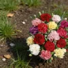 1000 Carnation Seeds - Fragrant Perennial Dianthus Flower Seeds for Outdoor Home Garden & Balcony Decor - Multicolor - Image 1