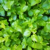 1000+ Crab Claw Seeds (Peperomia Pellucida) - Rau Cang Cua Vegetable Seeds - Easy to Grow - Image 1