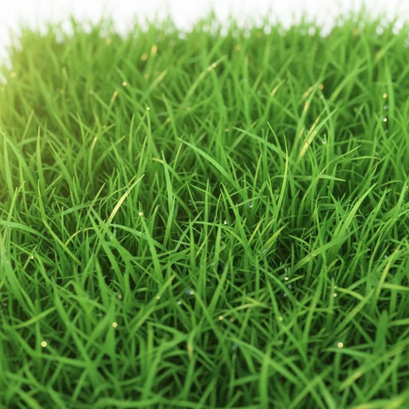 1000 Emerald Zoysia Grass Seeds - Lush, Low Maintenance Lawn Seed - Image 1