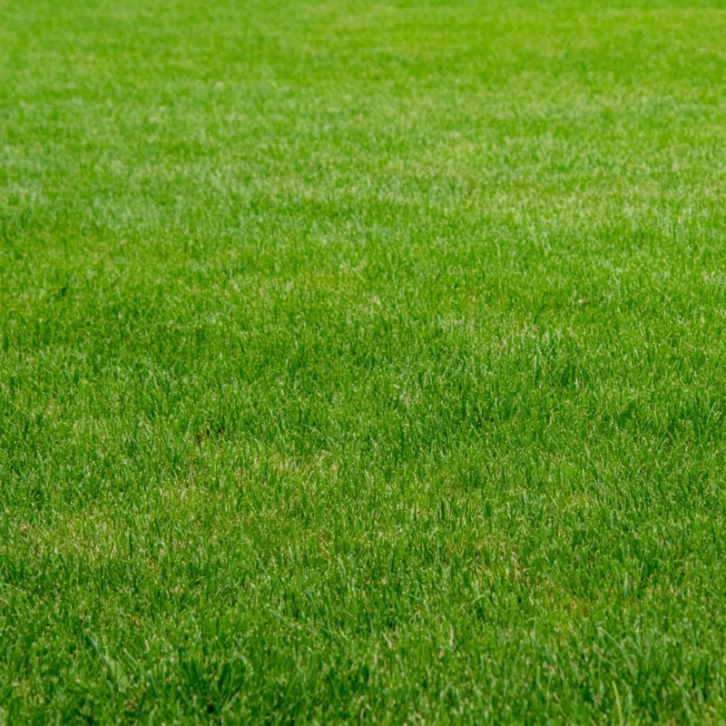 1000 Emerald Zoysia Grass Seeds - Lush, Low Maintenance Lawn Seed - Image 2