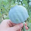 1000 Giant Rattle Poppy Seeds - P. Somniferum - Massive Seed Heads & Huge Blooms - Annual Flower Seeds - Image 1