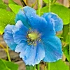 1000 Himalayan Blue Poppy Meconopsis Perennial Flower Seeds - Blue, Indoor/Outdoor 1000 Himalayan Blue Poppy Meconopsis Perennial Flower Seeds - Blue, Indoor/Outdoor - Image 1