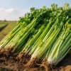 1000 Pcs Celery Seeds for Planting - Home Garden, Yard, Balcony, Outdoor Use - Image 1