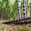1000 Sugar Cane Seeds - Edible Sweet Grass for Home Garden & Patio Growing - Image 1