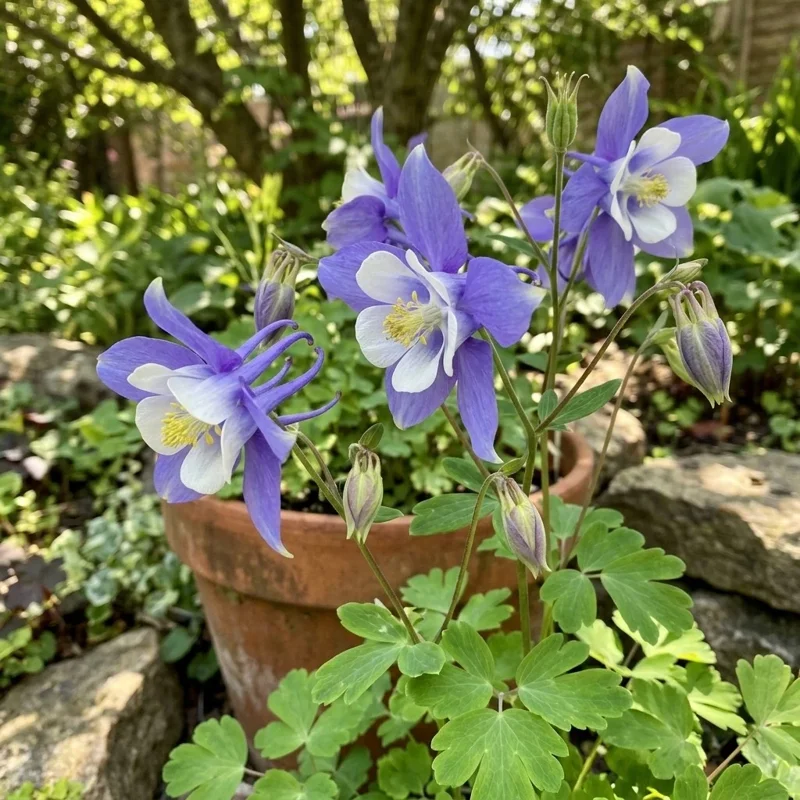 1000pcs Columbine Flower Seeds - Aquilegia Perennial Outdoor Ornamental - Image 2