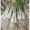 12 Rakkyo Onion Bulbs for Planting - Allium Tubers, Zone 7 Hardy - Image 1