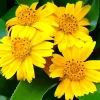 12 Wedelia Trilobata Seeds - Perennial Crawling Flower Seeds for Indoor & Outdoor - Image 1