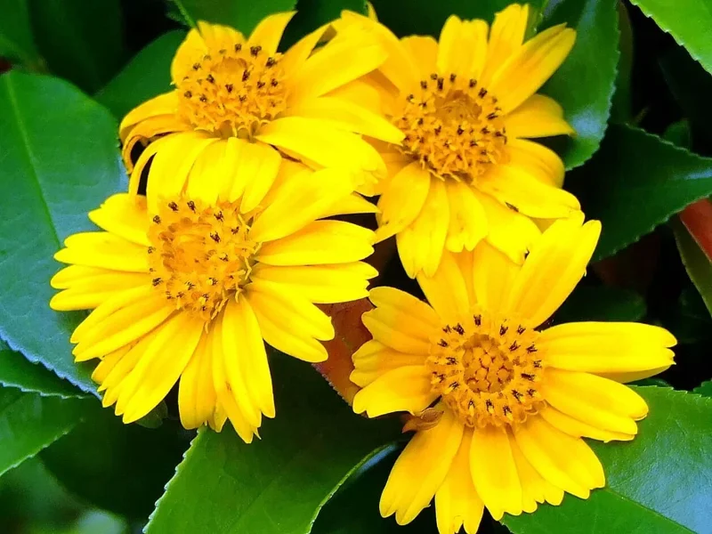 12 Wedelia Trilobata Seeds - Perennial Crawling Flower Seeds for Indoor & Outdoor - Image 1