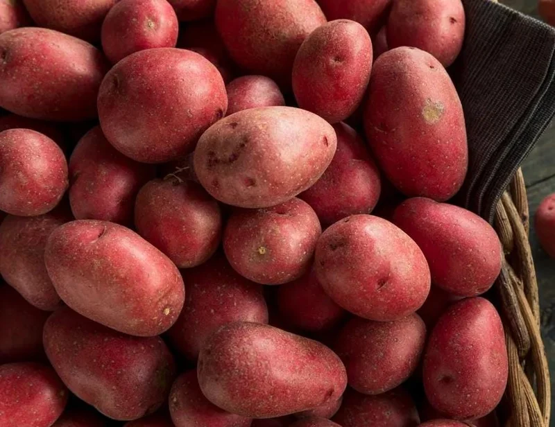 140 Red Potato Seeds for Planting - Easy Grow Vegetable Garden - Image 2