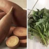 15 Beauregard Sweet Potato Slips - Organic Live Plant Cuttings for Growing - Image 1