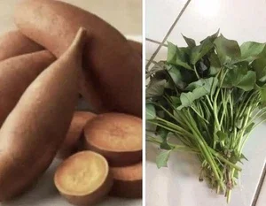 15 Beauregard Sweet Potato Slips - Organic Live Plant Cuttings for Growing 15 Beauregard Sweet Potato Slips - Organic Live Plant Cuttings for Growing - Image 1