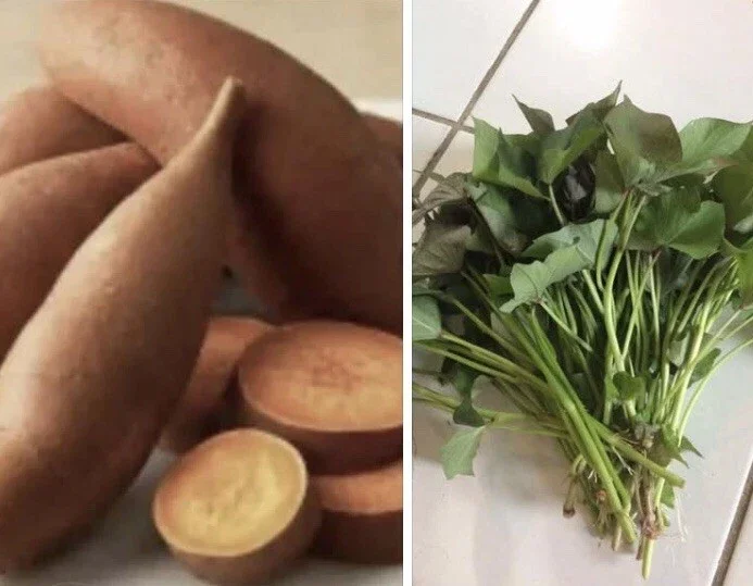 15 Beauregard Sweet Potato Slips - Organic Live Plant Cuttings for Growing 15 Beauregard Sweet Potato Slips - Organic Live Plant Cuttings for Growing - Image 10